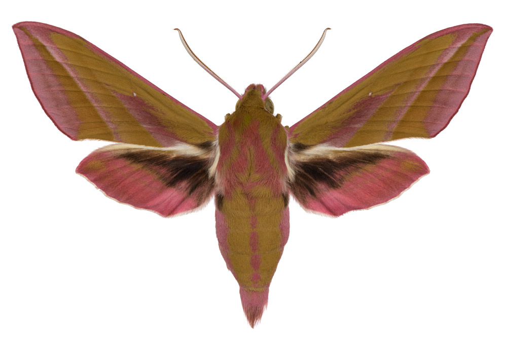 Familie der Schwärmer,   Fundort Saarbrücken, Flügelspannweite 65 Millimeter